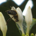 201703 flower1.jpg